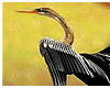 Migration Bird