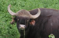 Indian Bison or Gaur