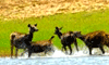 Deer