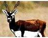 Stag