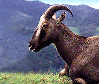 Nilgiri Tahr