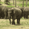 Elephant Thekkady