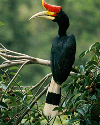 Hornbill