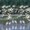 Birds @ Kumarakom