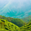 Munnar - Hill Station