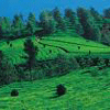 Munnar
