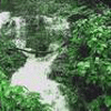 Nelliyampathy