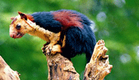 Giant Squirrel