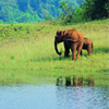 Wildlife @ Thekkadi