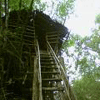 Tree House