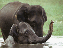 Elephants