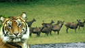 Wildlife Tours